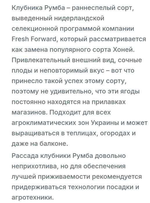 Рассада клубника Румба