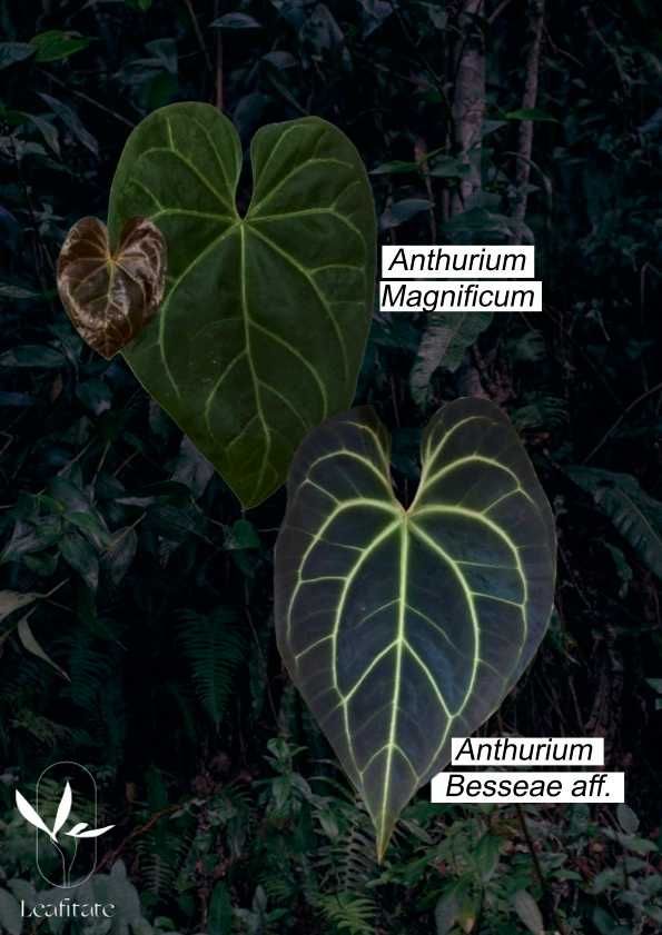 Vendo  Anthurium Papi xone x Red spider