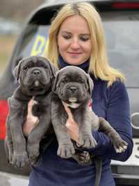 Щастя поруч Львівському питомнику-Cane corso