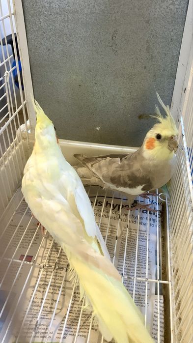 3 casais de caturras e um macho