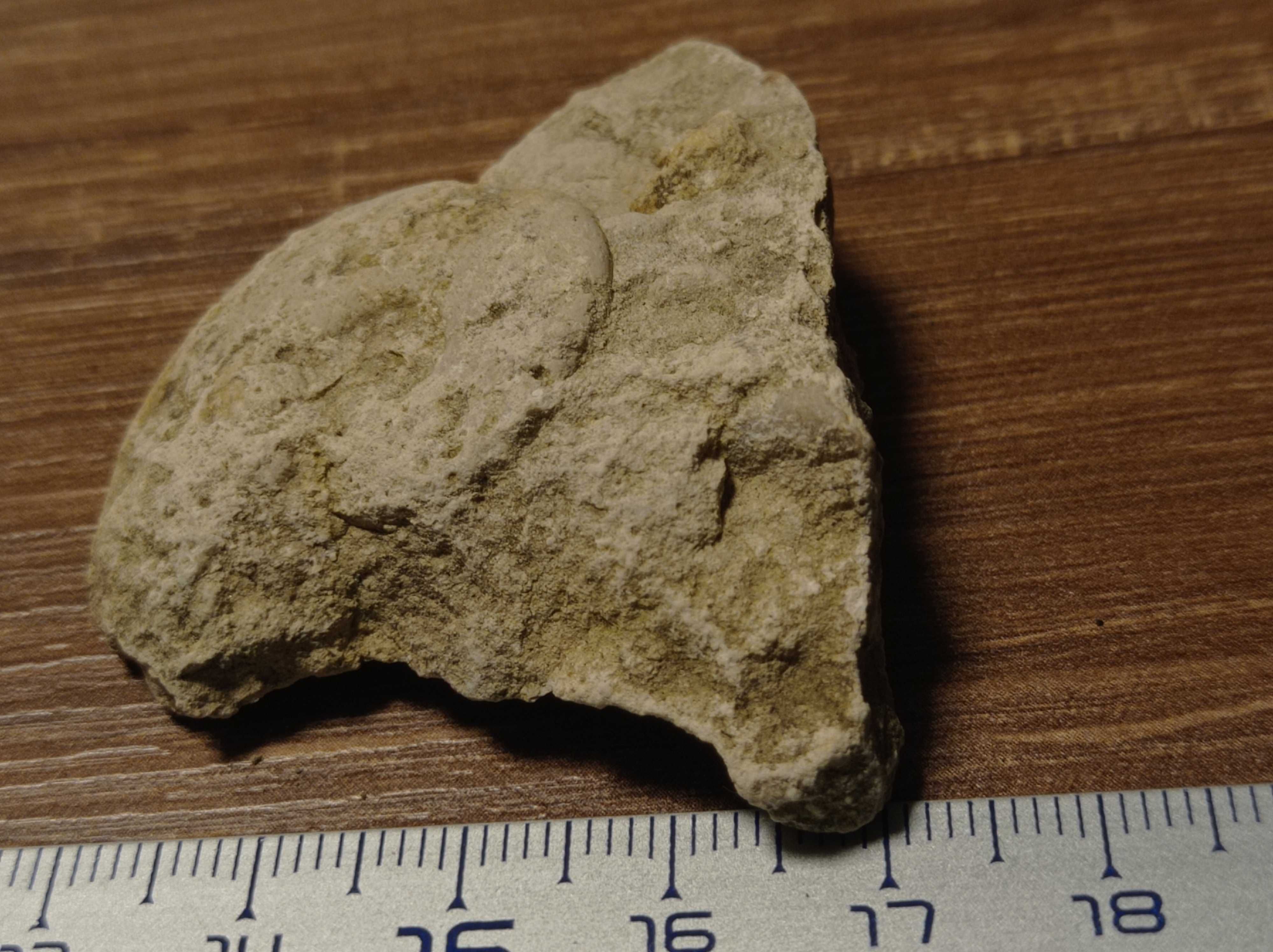Skamieniały Amonit Jura