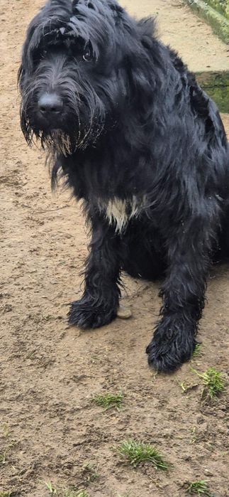 Piesek około 2 lata