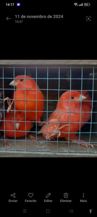 Canários novos 2025