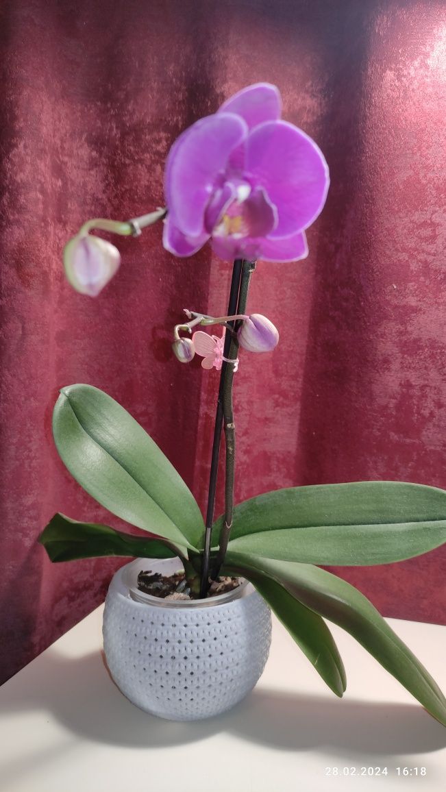 Продаю орхідею- Pretoria
