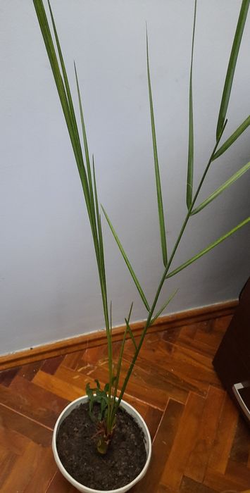 Юка 70см , фінікова пальма , драцена  .