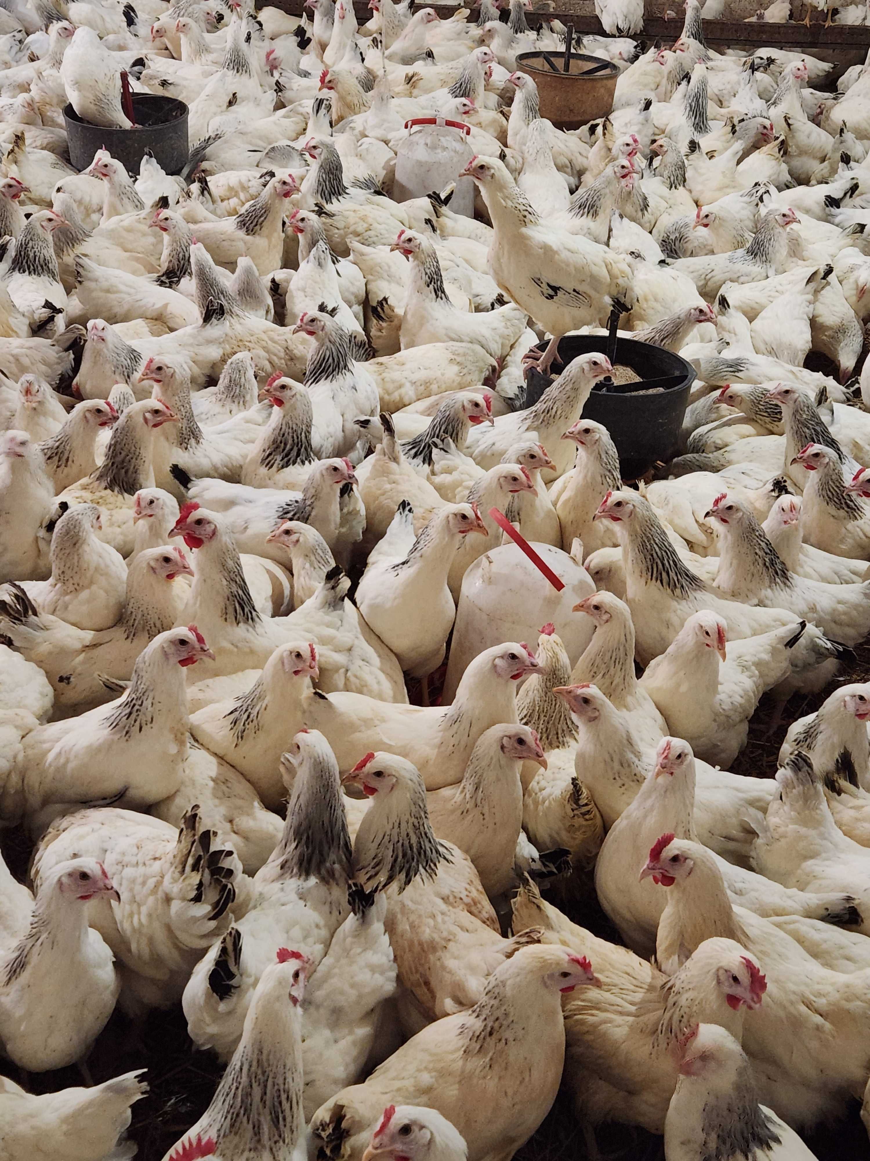 Kury nioski z jajkiem ! Rosa Messa ISA Dominant Leghorn Sendi !