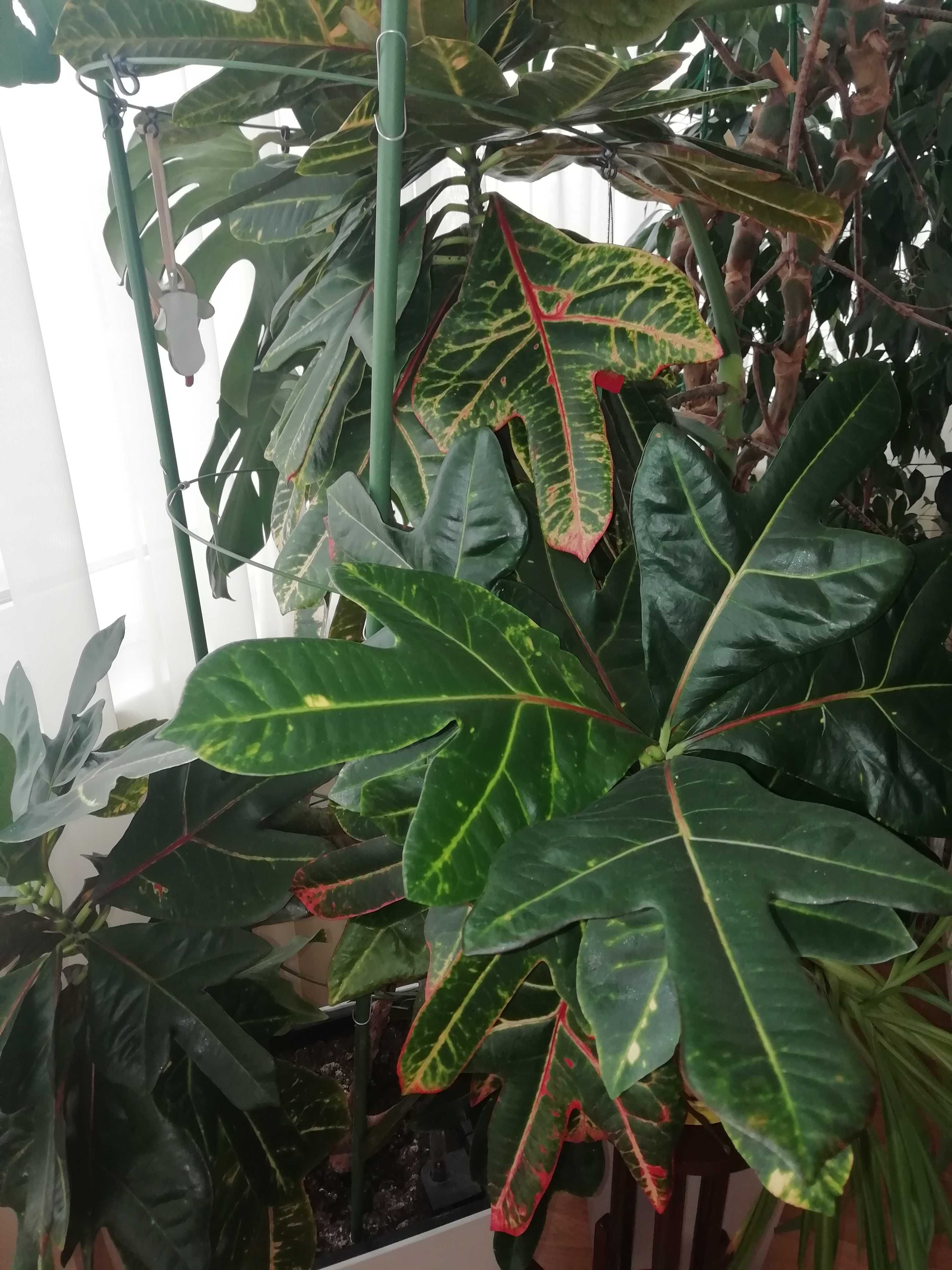 Большое интерьерное комнатное растение Кротон Croton.