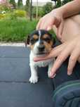 Jack Russell Terrier tricolor suczka