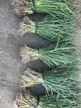 Cebolo para plantar