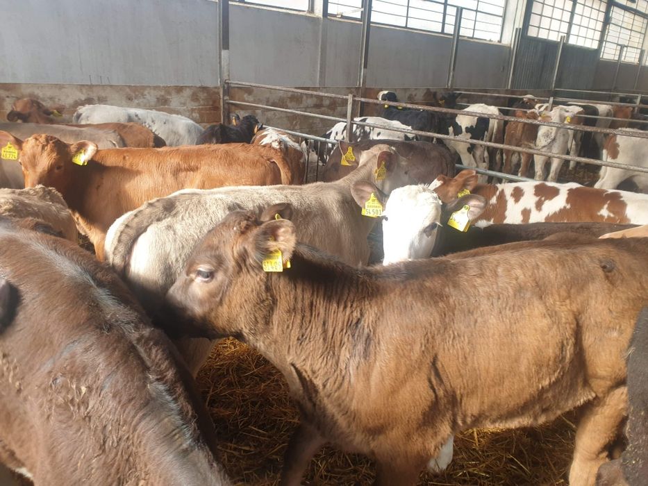 Sprzedam cielęta wlasny wybór oferujemy nowy towar co tydzień