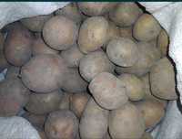 Продам картоплю насіневу і велику  картоплю