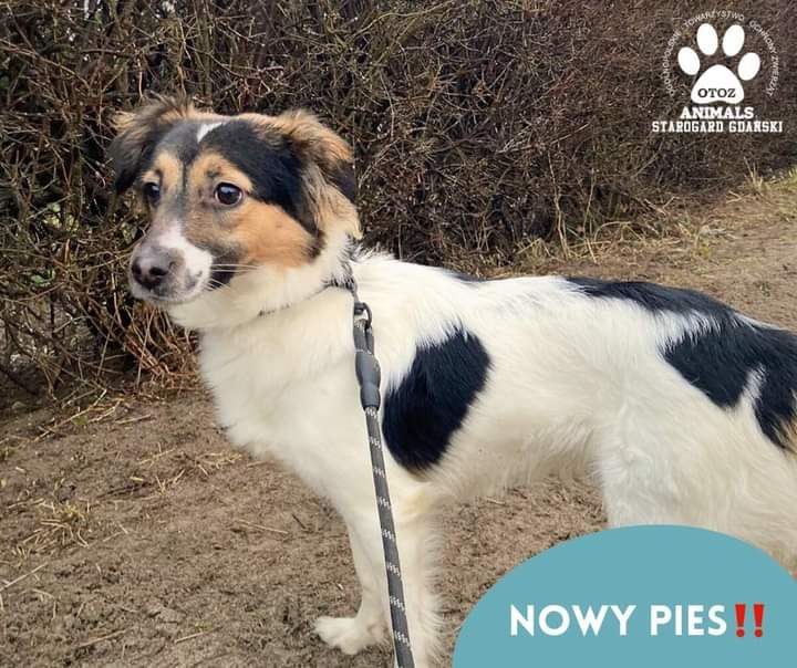 Znaleziono suczkę BOBOWO