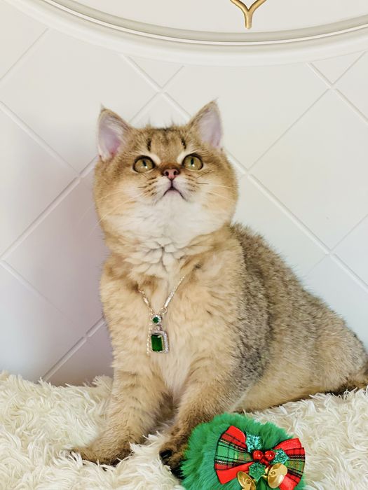 Британська золота шиншилла