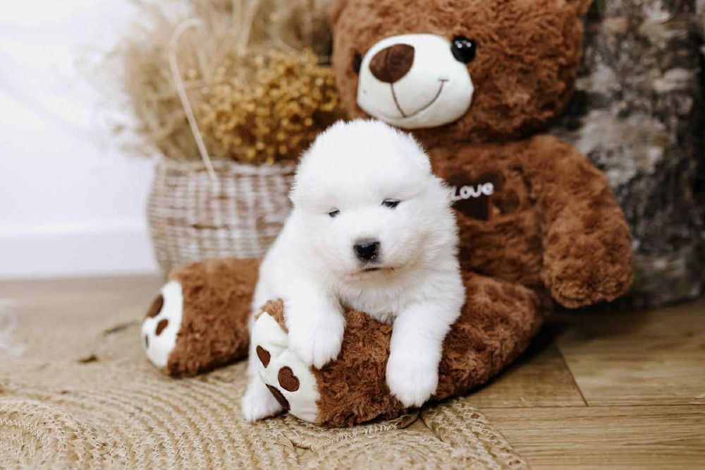 Samoyed Piesek rezerwacja