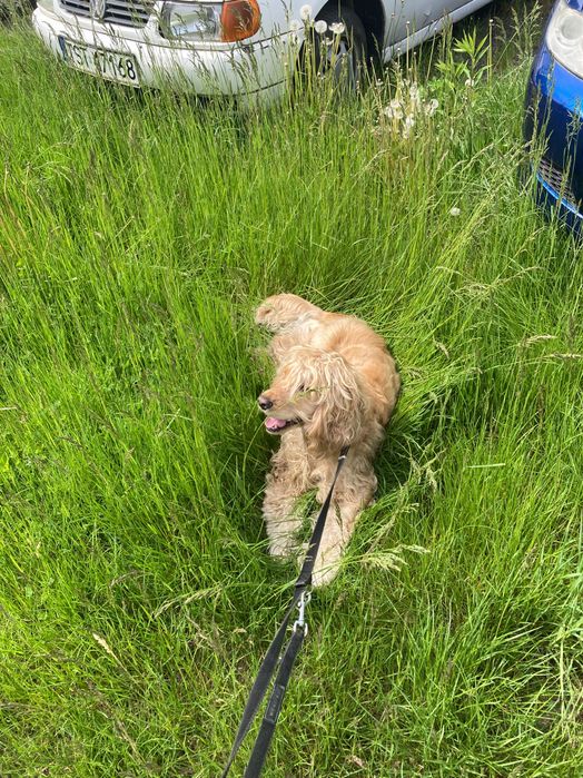 Zaginął pies / spaniel swietokrzyskie