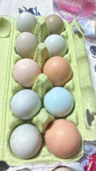 Продаються яйця мішаних порід амеруканів, арауканів,маранів