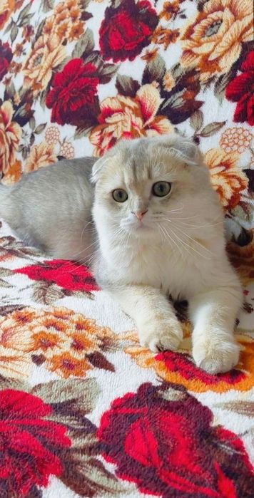 Супер ласковый шотландський котик