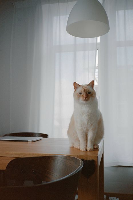 Canon A-1 with Canon nFD 50mm f1.4