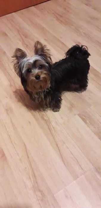 Yorkshire terrier