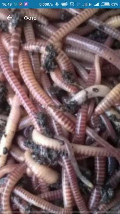 Опарыш длительного хранения, мотыль, пинка, червь