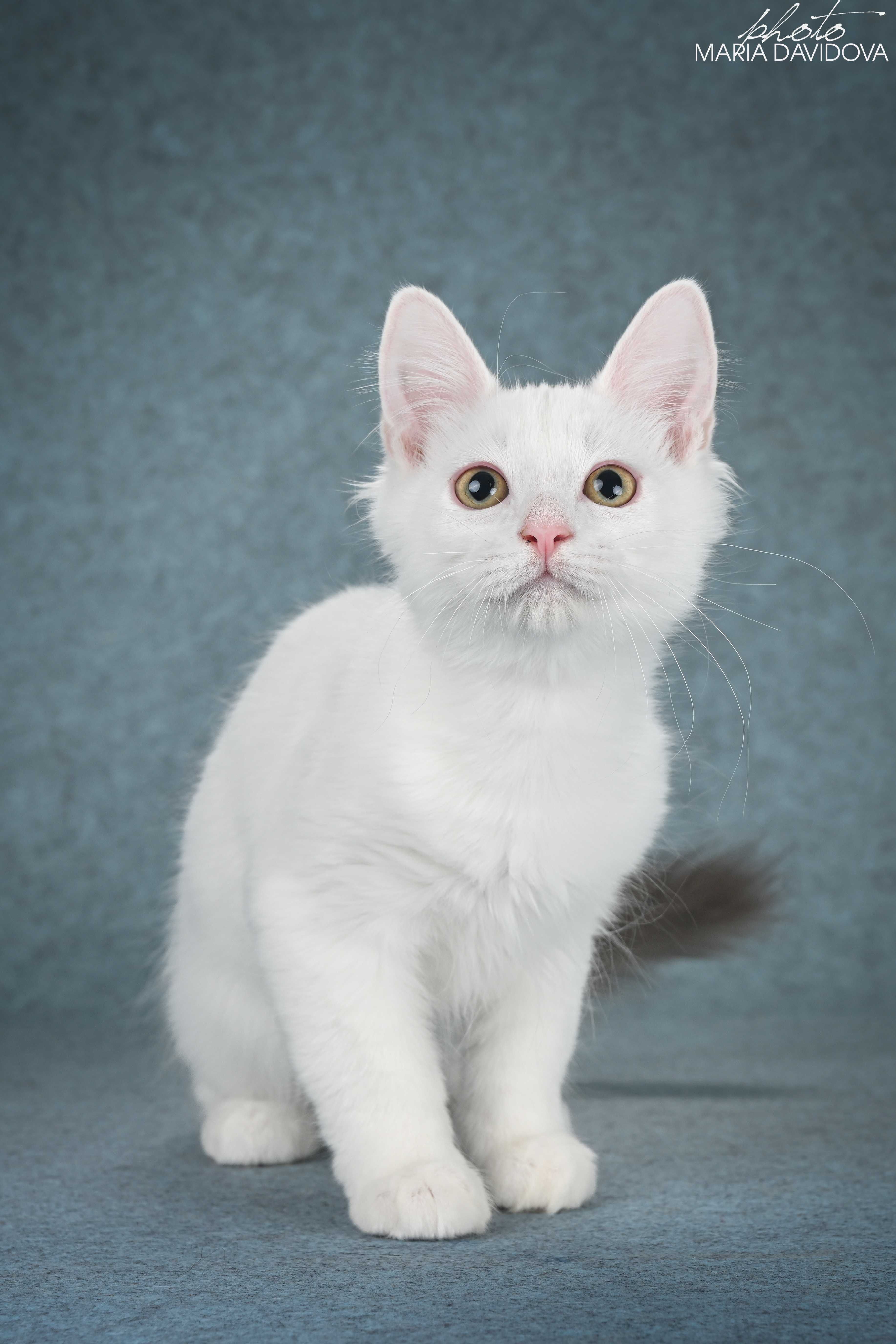 котик манчкин лонг длинные лапки