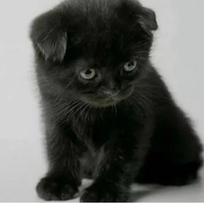 Шотланський Scottish fold котик