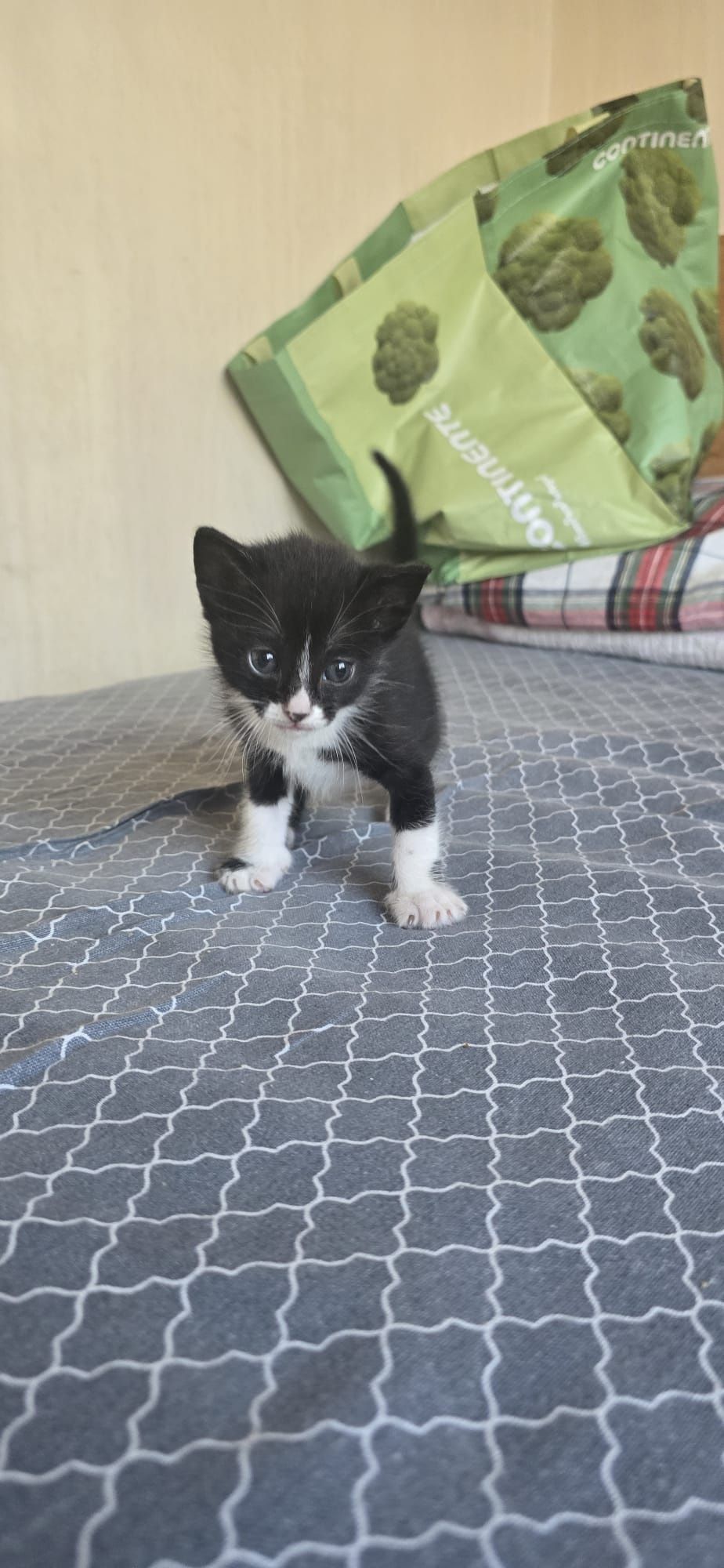 Doa-se gatinhos em Olhao