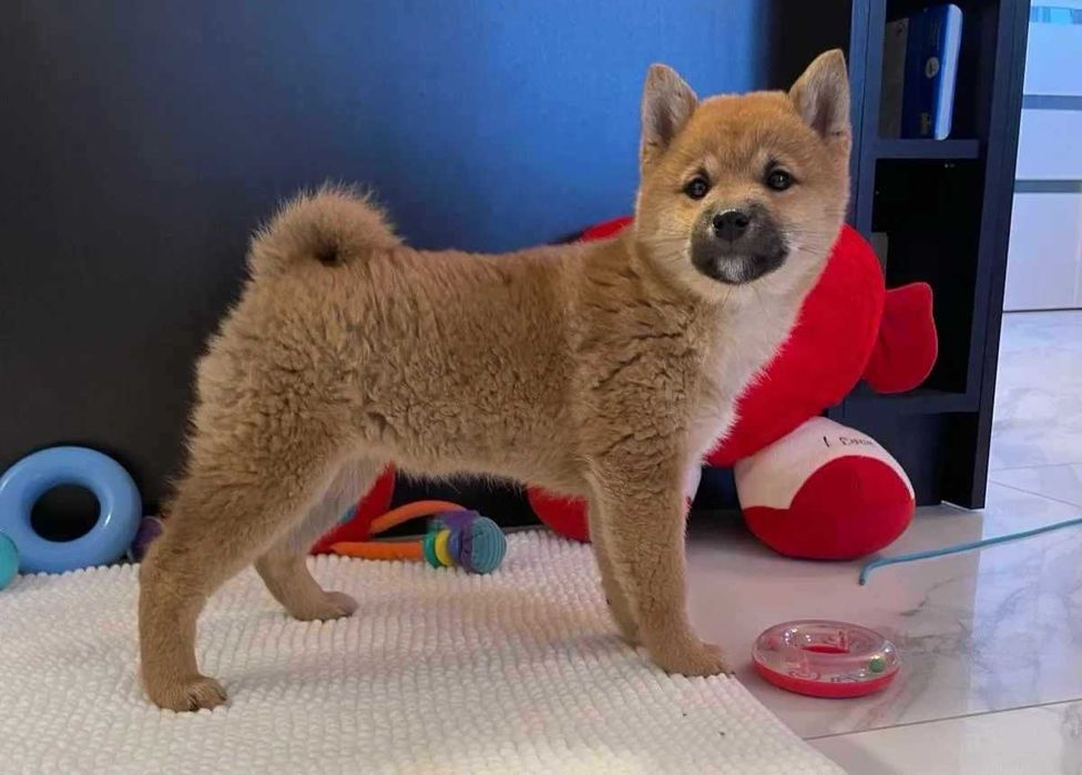 Szczeniak Shiba Inu rezerwacja.