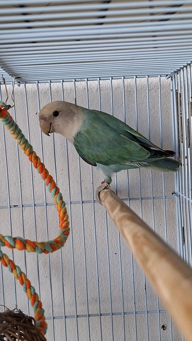 Agapornis Roseicollis Fêmea