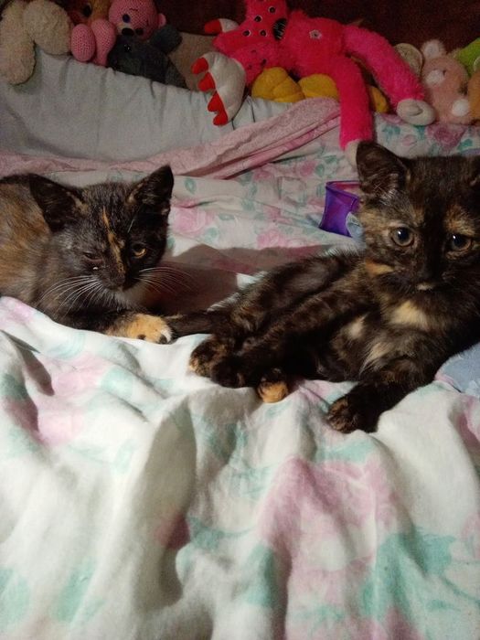 Віддам гарних кошенят