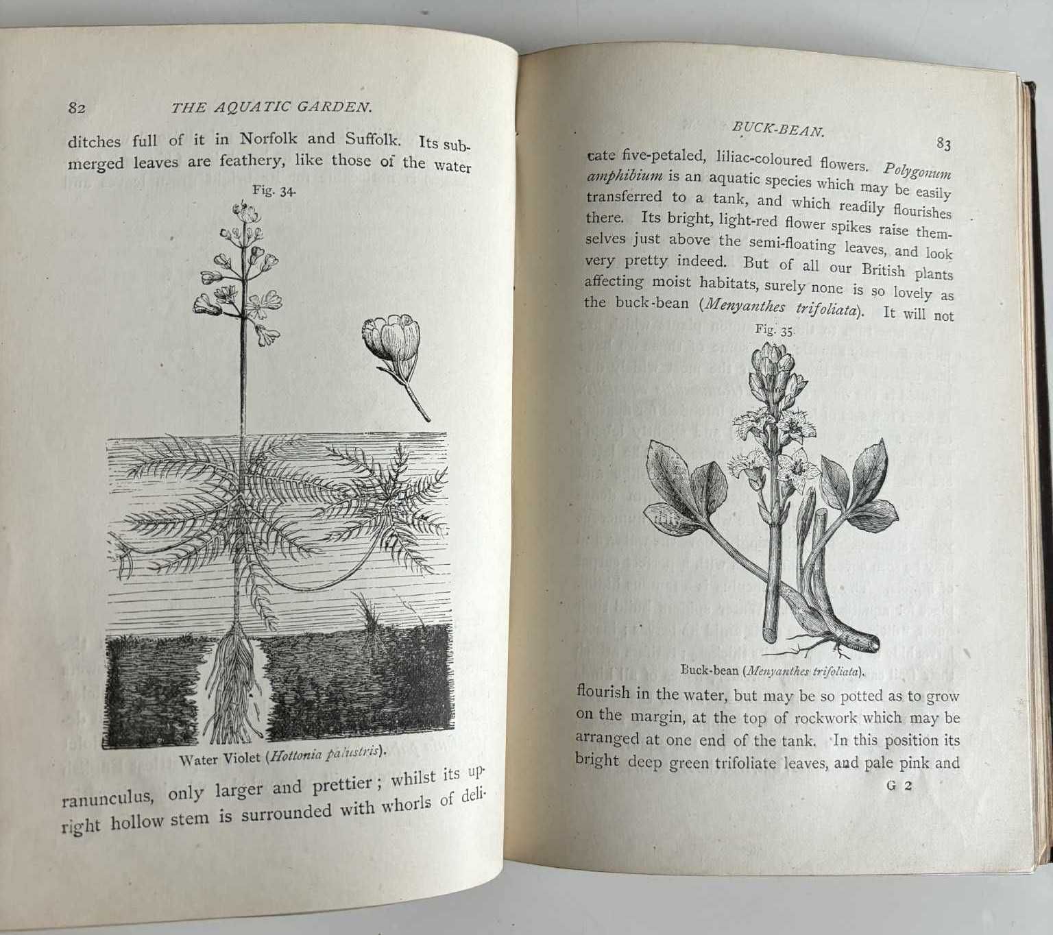 The Aquarium; Its Inhabitants, Structure & Management J. Taylor 1881