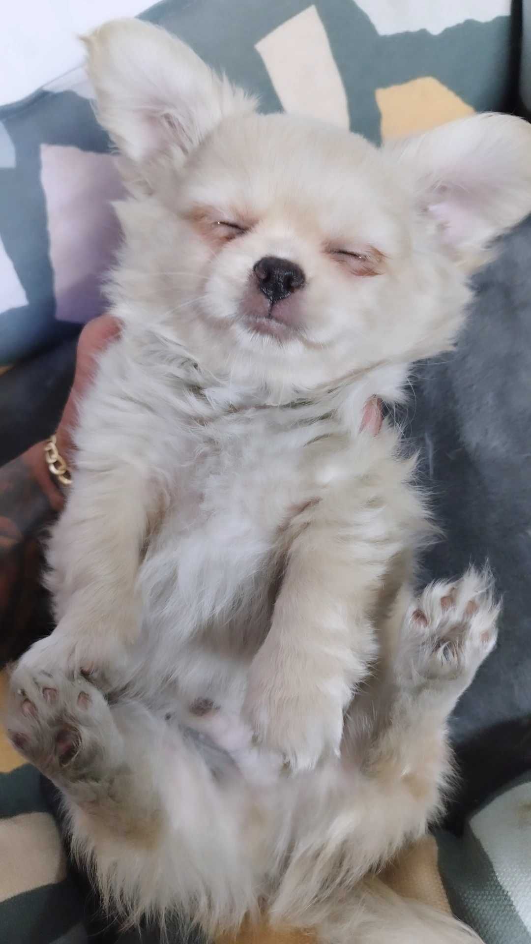Lindo Chihuahua de pelo cumprido.