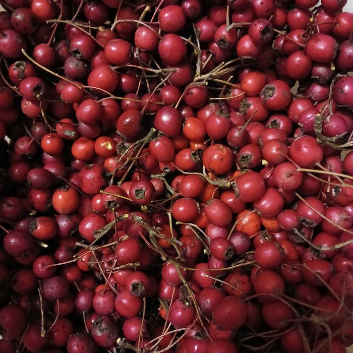 Свежий шиповник и боярышник, терн с дачи