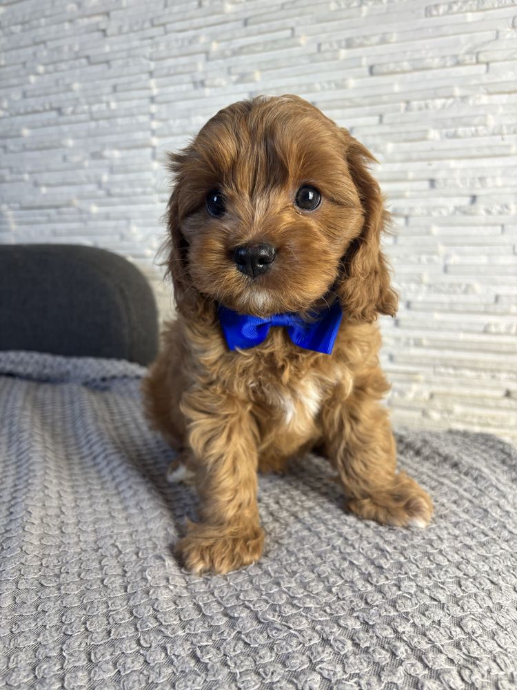Cavapoo gotowe do odbioru