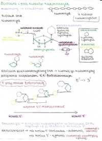 Biologia / notatki / matura / liceum / pdf / GENETYKA