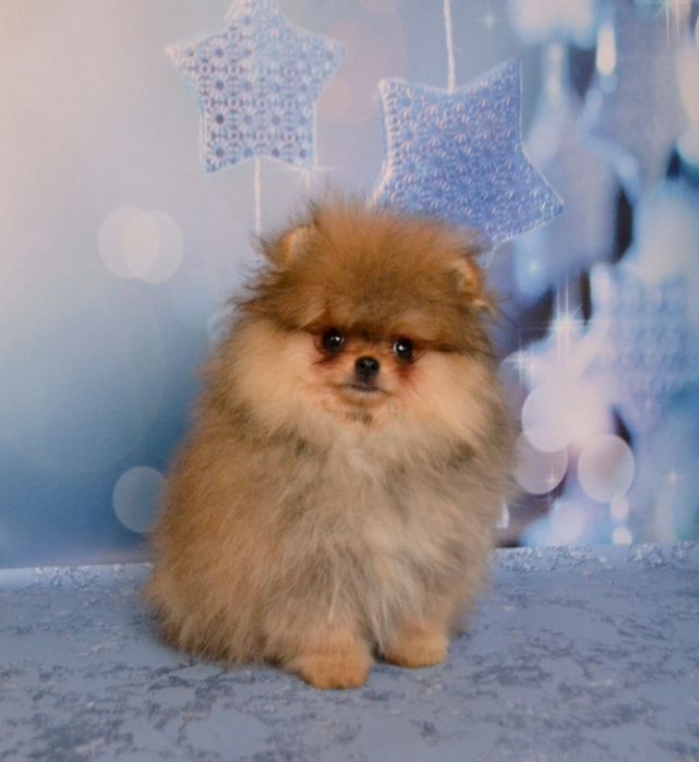 Шпиц мальчик мишка