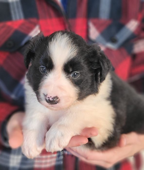 Border Collie suczka