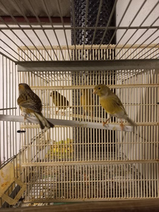 Vendo Canários Cantadores