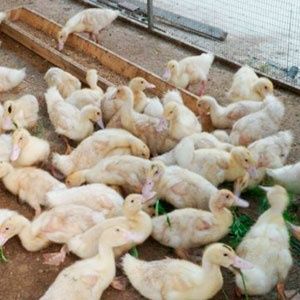 Продаж качки мулард та кури м'ясо яєчні породи