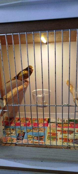 Kanarki zielone z 2025 roku