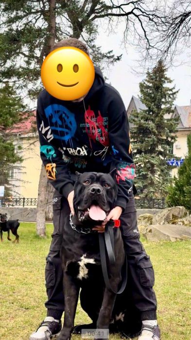 Розкішний  кобель Кане корсо для вʼязки