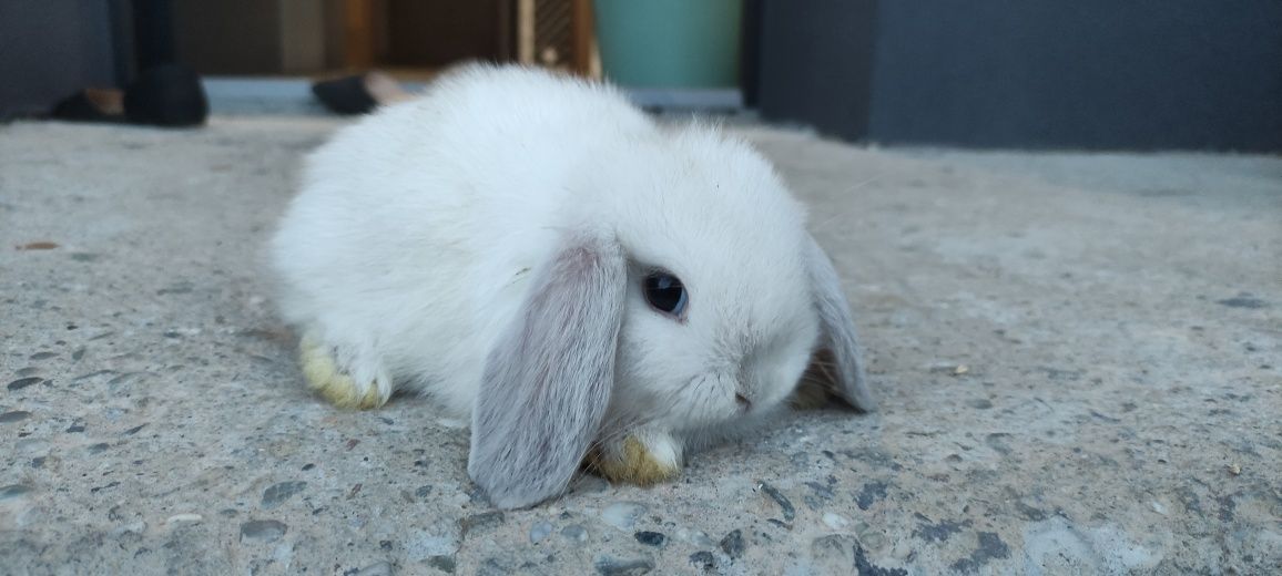 Królik Mini Lop gotowe do odbioru