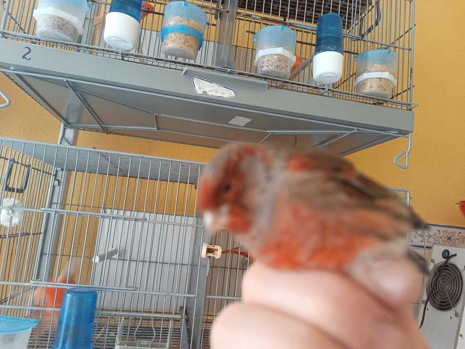 Canários machos arlequins 2025 (Foros de Amora)