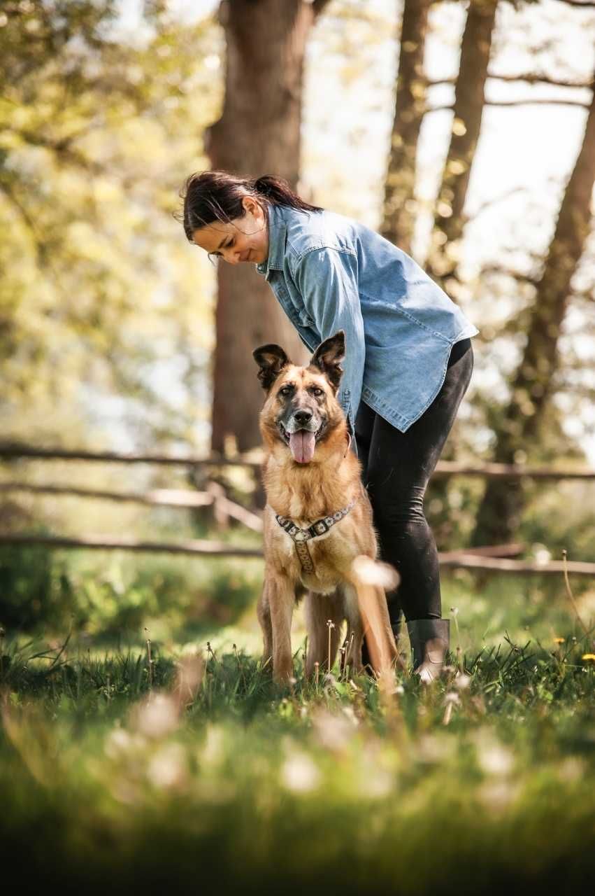 Wenus -psia dama w typie owczarka niemieckiego szuka domu!