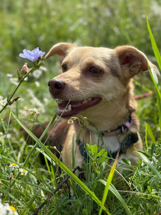 Nikt nie chce adoptować Tosi