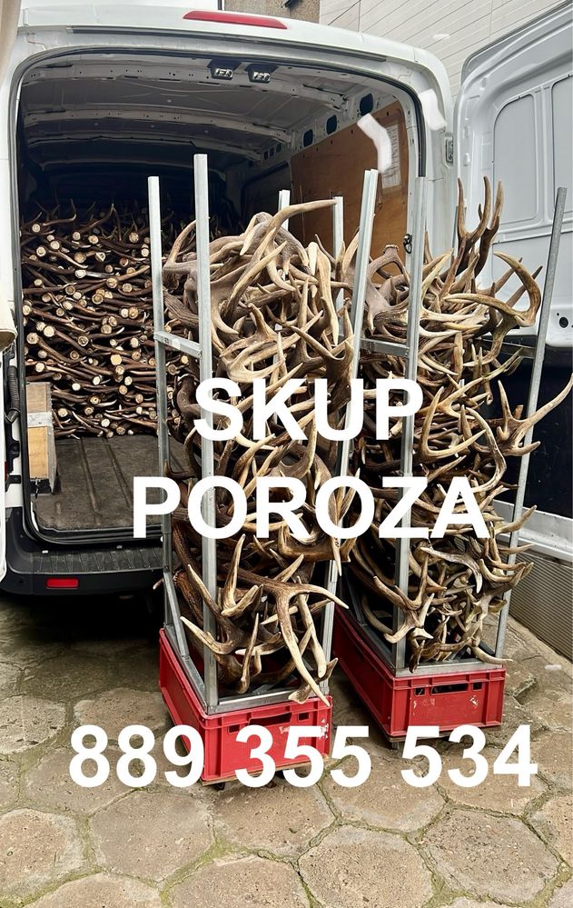 Skup poroża rogów poroże PAROSTKI KOZIOŁKI jelenia daniela łosia