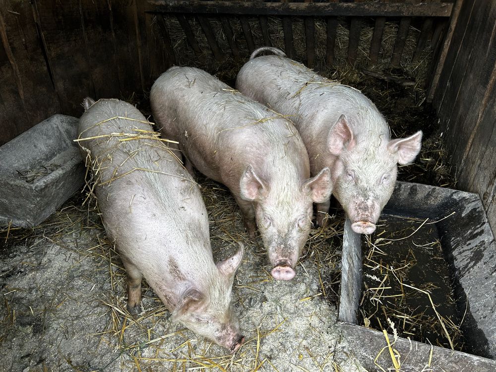 Продам свині на м'ясо жива вага різна