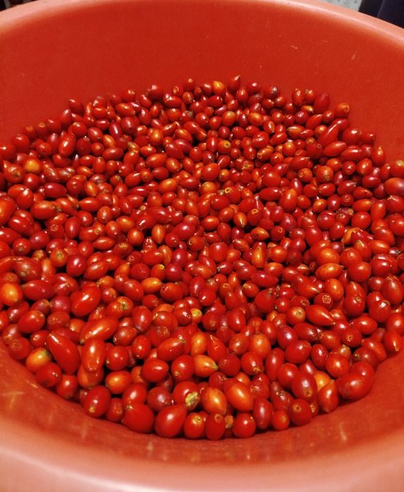 Продам шипшину 200 грн за кілограм