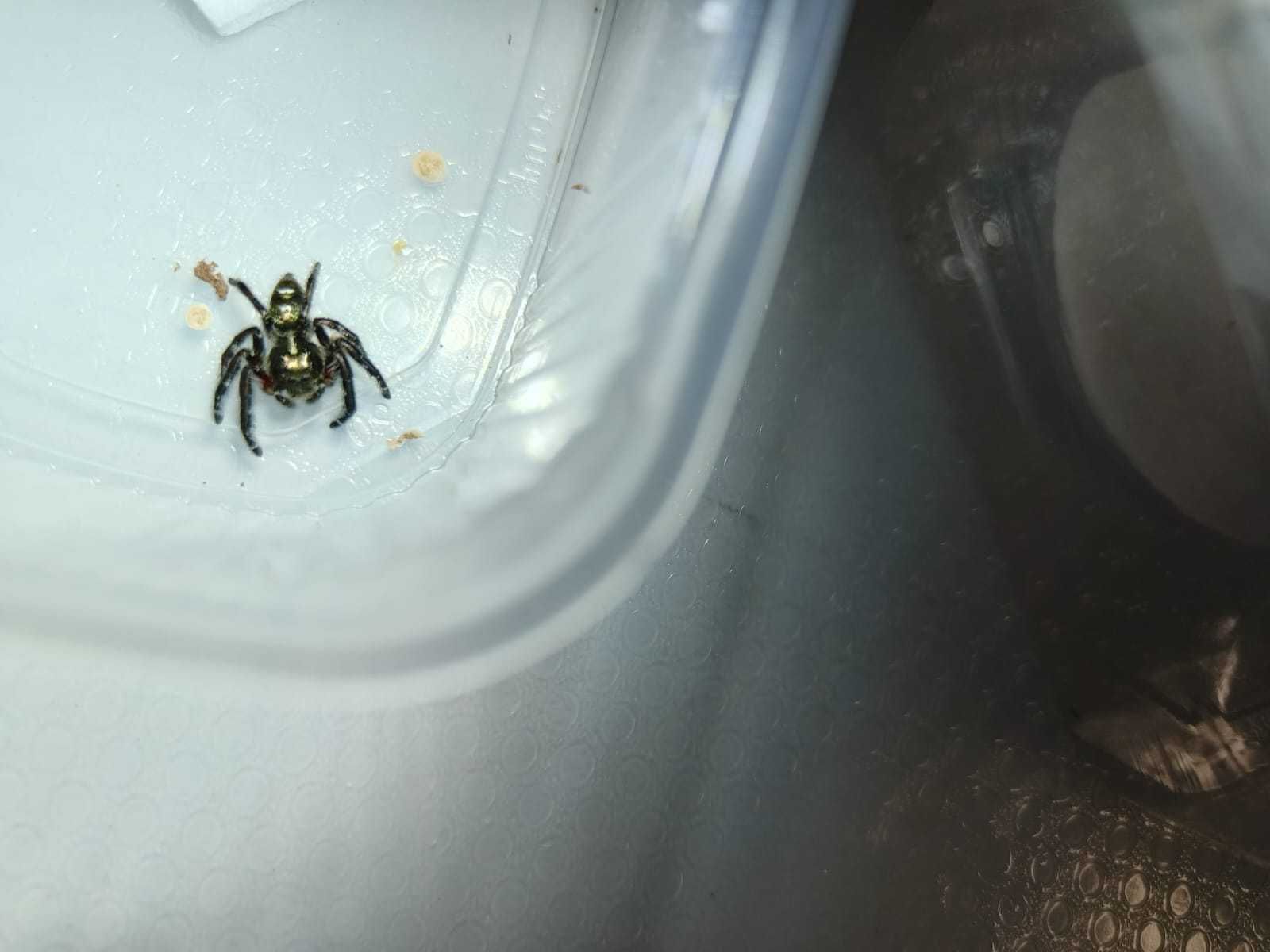 Skalní Hyllus diardi samce nie Phidippus