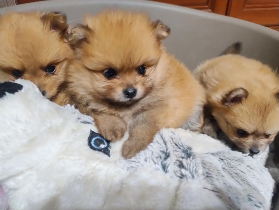 Szpic miniaturowy Pomeranian